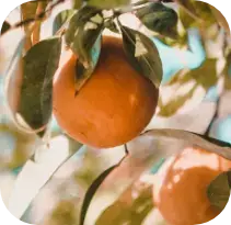 Causes of heartburn and acid reflux