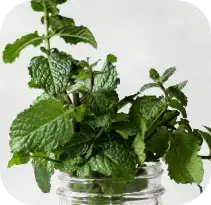 Causes of heartburn and acid reflux