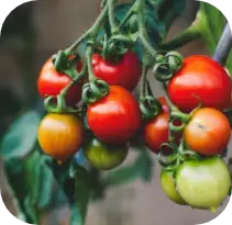 Causes of heartburn and acid reflux