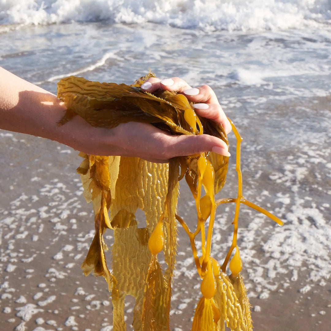 Holding kelp seaweed