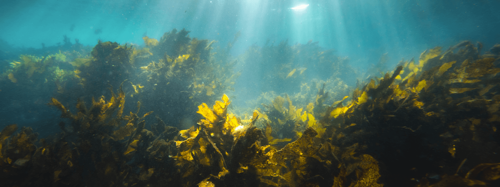 Underwater kelp forest