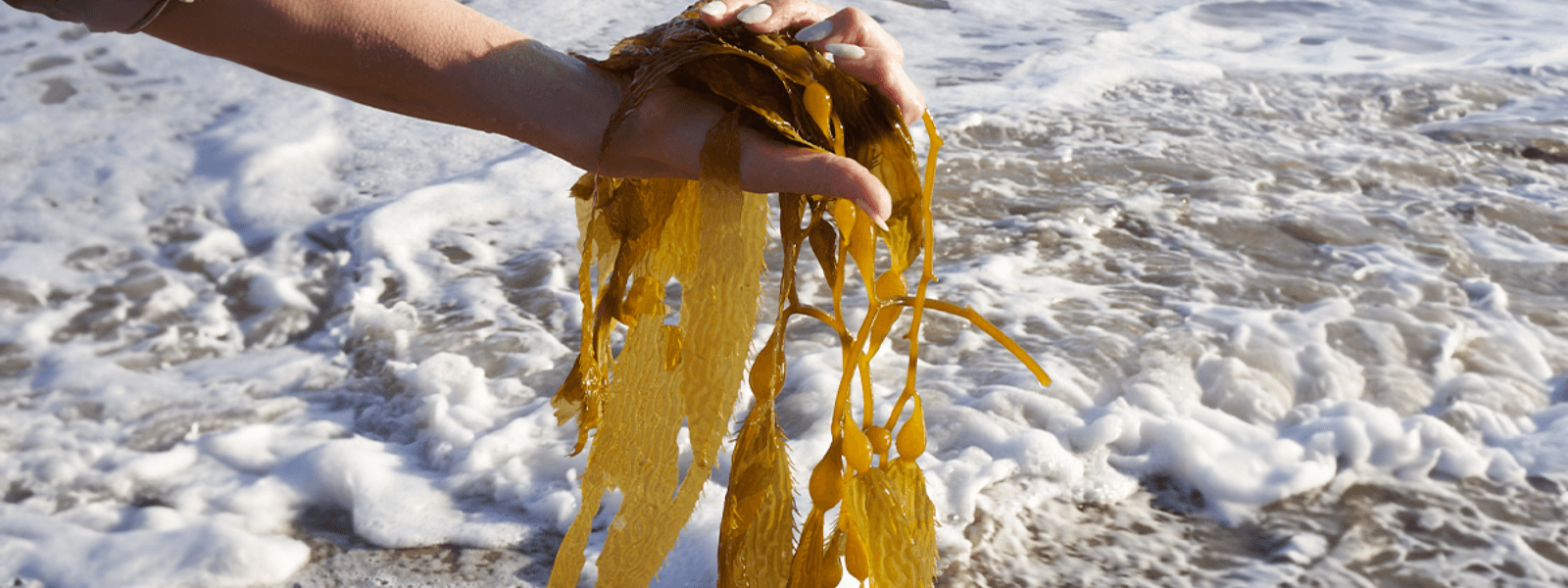 Hand holding kelp seaweed