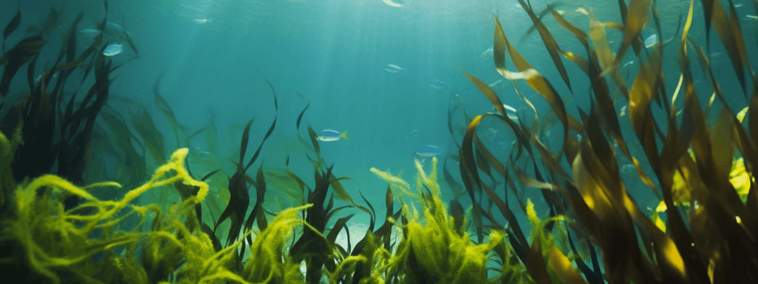 Underwater kelp forest